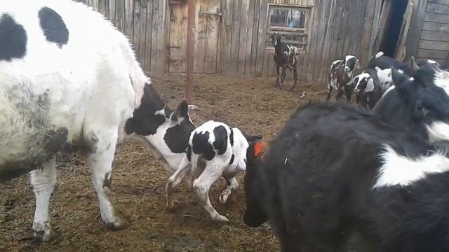 Новорожденный теленок смотреть онлайн