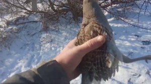 Утро Проверка Подъемных Петель на куропатку Такие ещё Крупных Куропаток я не Ловил🌨️❄️🐥🐤🌡️