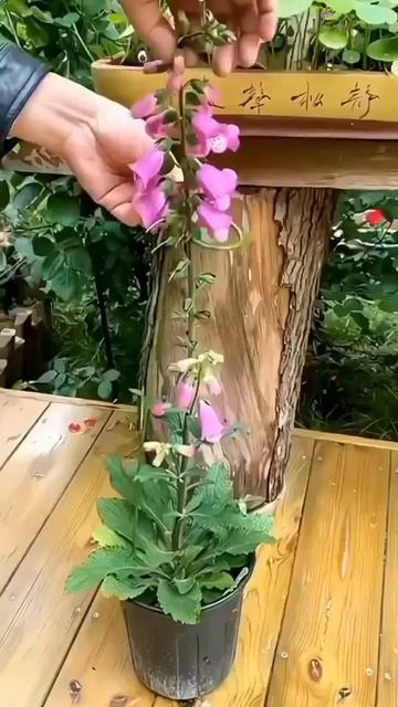 Подставки для растений смотреть онлайн