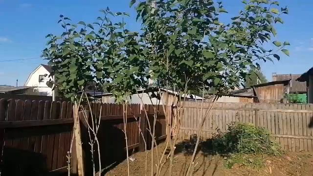 #17июня # огурцы, что то пошло не так. #первая клубника. смотреть онлайн