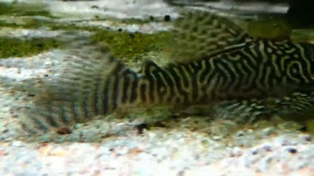 Hypancistrus sp. "King Tiger" - (L066) - 1990 - (Loricariidae) - King tiger pleco - 01/2017 смотреть онлайн