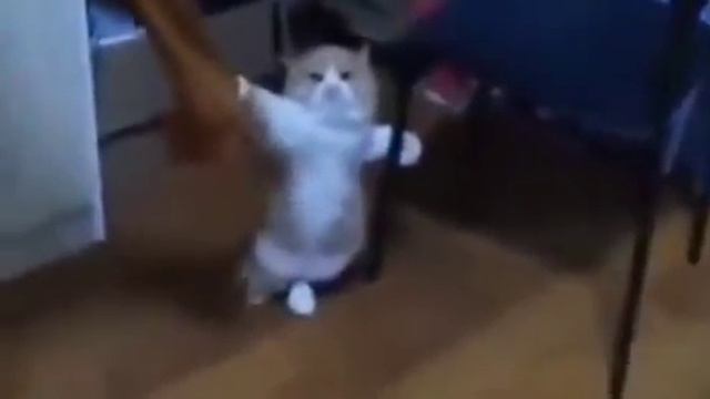 Капитан кот смотреть онлайн