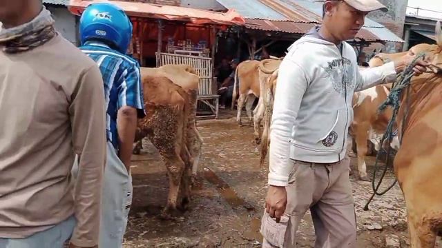 10 Juta'an❗Update Harga Babon Kurus Dan Jogrok Dan Babon Hamil Lebih Mahal Dari Babon anak смотреть онлайн