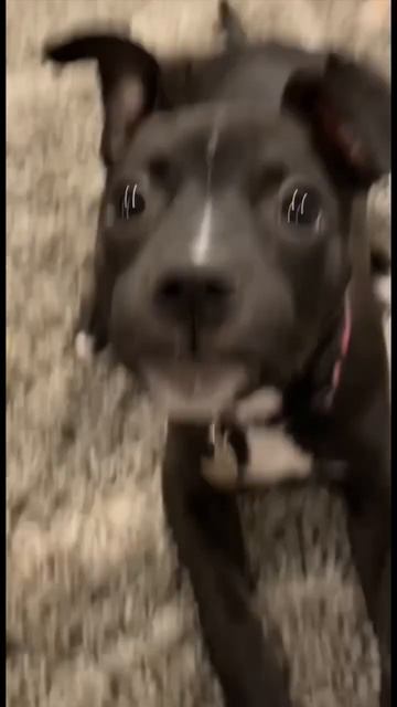 CATS UNPOPULAR OPINION ON PUPPIES 😹 #funny #catlover #doglover #shorts смотреть онлайн