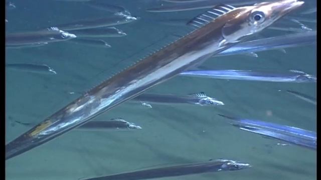 Scabbard Fish from the bottom of the South Atlantic смотреть онлайн