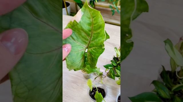 Распаковка растений из Южно-Сахалинска🌿 смотреть онлайн