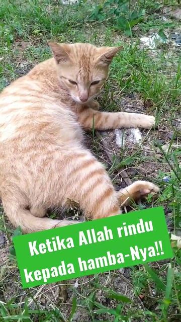 ketika Allah rindu kepada hamba-Nya!! #shorts #trending #viral #ustadzhilmanfauzi смотреть онлайн