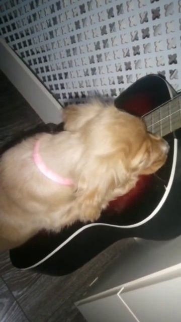 Щенок играет на гитаре🐕 #shorts #spaniel #dog #gitar #спаниель #щеночек #щенок #собака #гитара смотреть онлайн