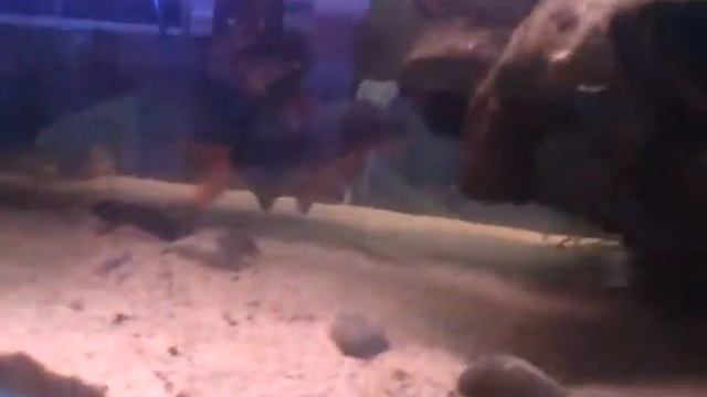 Rainbow Shark (Epalzeorhynchos frenatum) смотреть онлайн