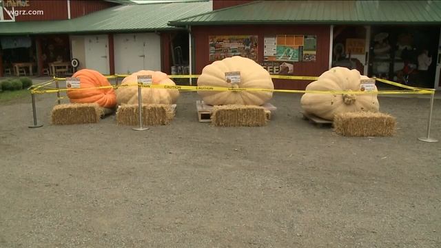 Pumpkin breaks New York State record смотреть онлайн