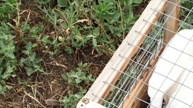 #Pigeons.Почему птенцы умирают.