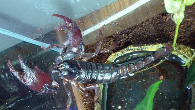 Heterometrus petersii смотреть онлайн