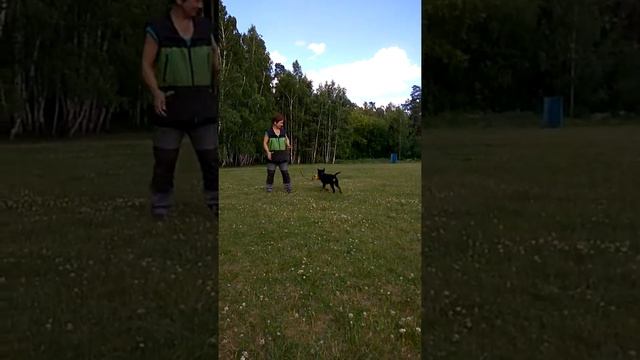 Оса смотреть онлайн
