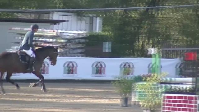 DIARADA J - 5 anni - Diarado x Landgraf I x Marlon XX x Heidgraf смотреть онлайн