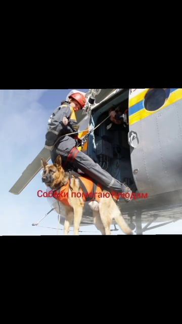 собаки помогают людям ❤ #dog смотреть онлайн