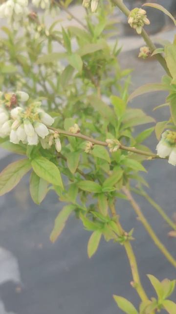 Контроль нормирования куста голубики Норт Кантри смотреть онлайн