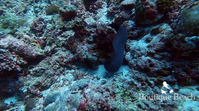 28.09.22 - Fish Bank, Dhidhdoo Beyru & Ice Cream Reef. смотреть онлайн