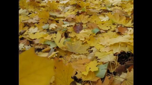 Когда листья падают вверх