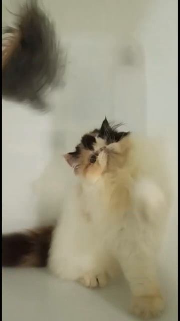 Halo, perkenalkan aku moli смотреть онлайн