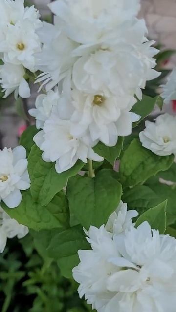 Philadelphus Snowbelle Mock Orange Jasmine.It is Winter hardy,a perennial, and grows in a backyard. смотреть онлайн