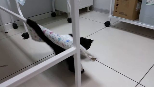 Котёнок ортопедическое заболевание грудных конечностей. смотреть онлайн