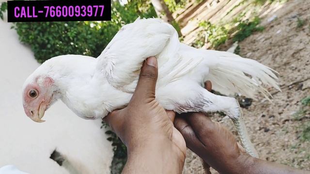 parrot Beak temper TAIL HOME BORNE CHICK 🔥 QUALITY смотреть онлайн