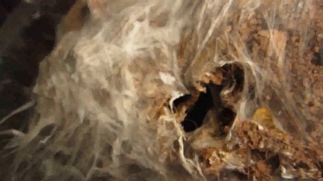 Three Part Tarantula Feeding! Part 3 Of 3 смотреть онлайн