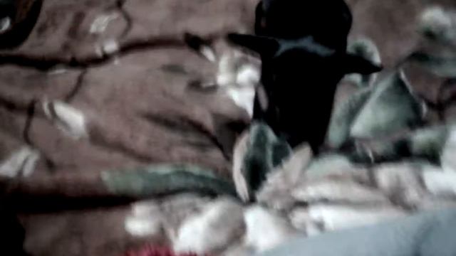 Моя собака 5 фактов о мой собаке смотреть онлайн