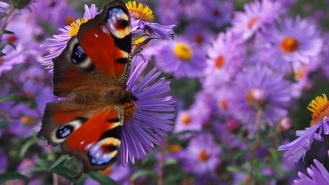 Rusałka pawik (Aglais io) смотреть онлайн