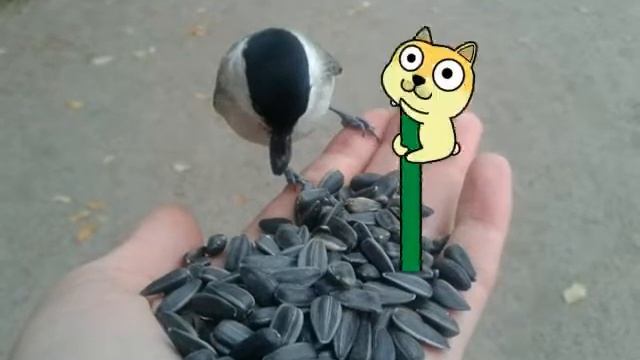 Птицы смотреть онлайн