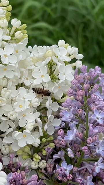 Оборвали всю сирень 😂 #весна #сирень #цветы смотреть онлайн