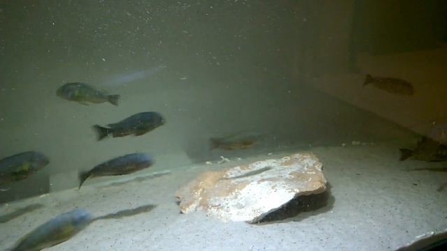 www.tropheus.com.pl -Tropheus brichardi Ulwile смотреть онлайн