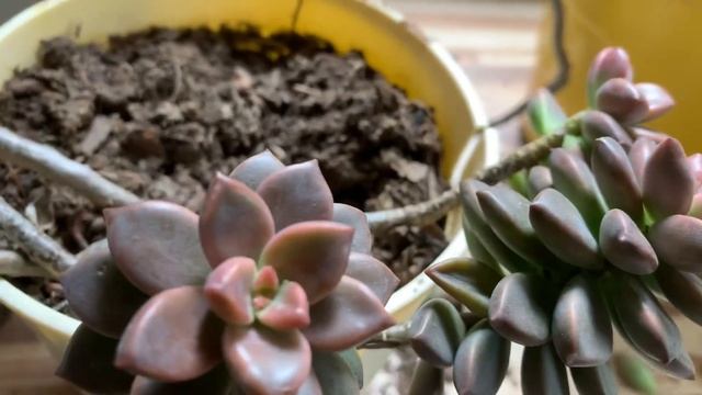 Sedum Bronze | Suculenta de fácil cultivo смотреть онлайн