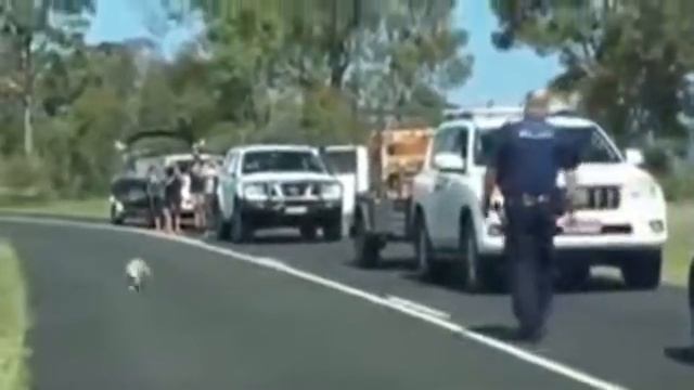 Australia, il koala blocca il traffico