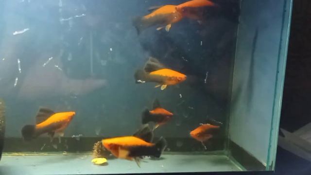 Молодые производители кубинских флаговых меченосцев # fish swordtail young breeder veil смотреть онлайн