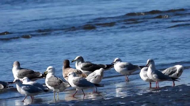 ユリカモメ (Chroicocephalus ridibundus) 他 / 公園の水鳥 江戸川放水路 / 2022年11月 смотреть онлайн