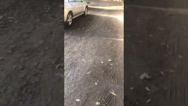 Приключения волка и крокодила смотреть онлайн