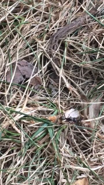 Hornet vs ant смотреть онлайн