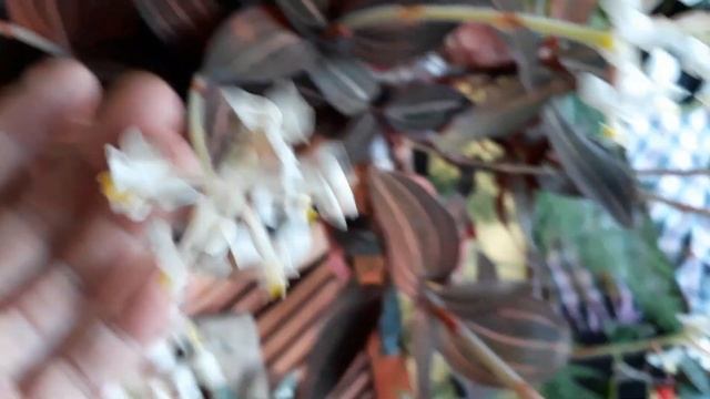 Orquídea ludisia discolor com muitas flores e dicas de cultivo. смотреть онлайн