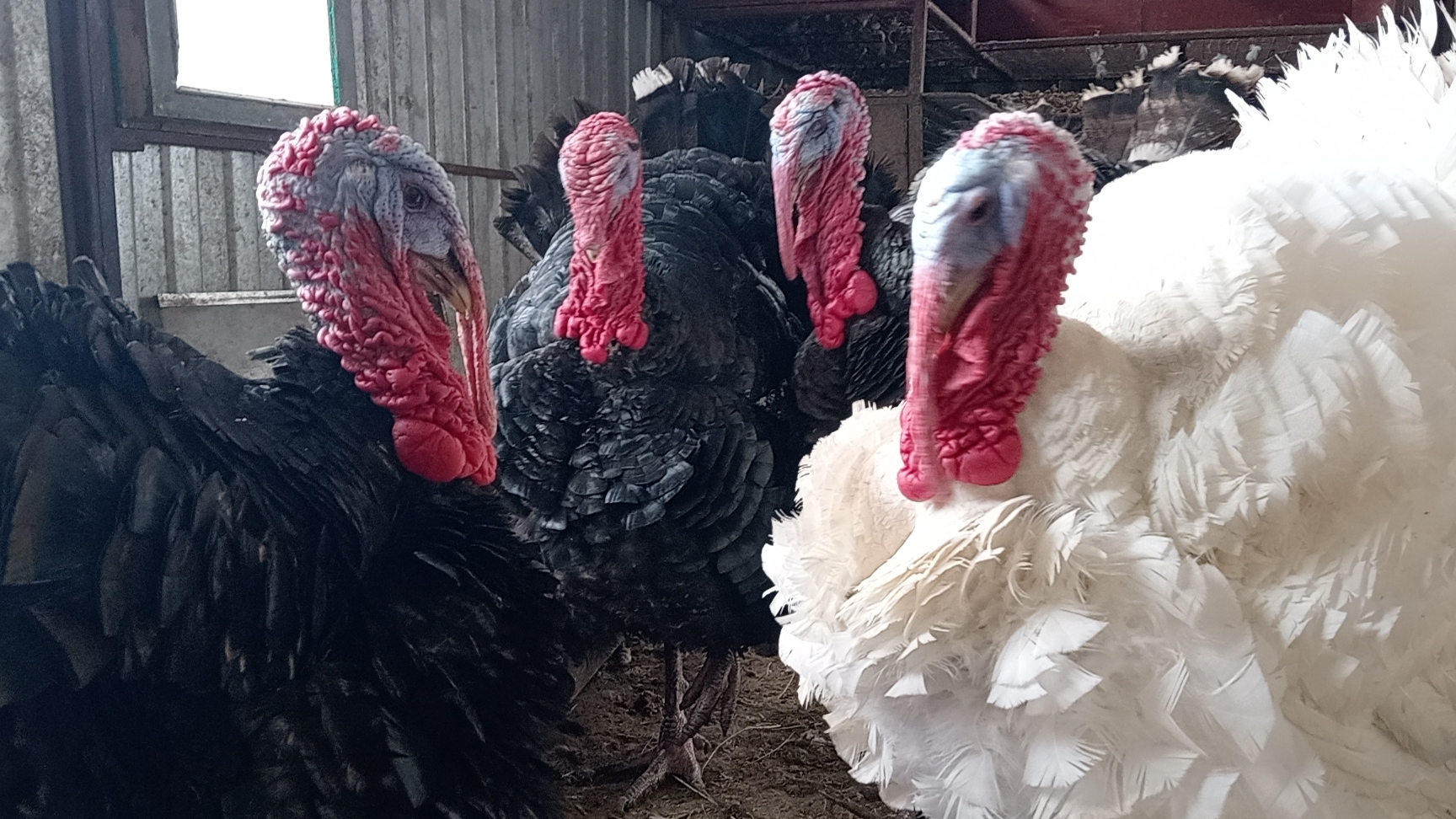 Как обогреть курятник без топления//Куда девать помет//Подстилка с полезными бактерии для кур. смотреть онлайн