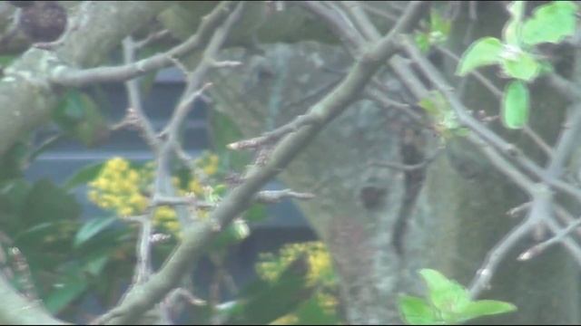 čia visi iš Skriaudžių смотреть онлайн