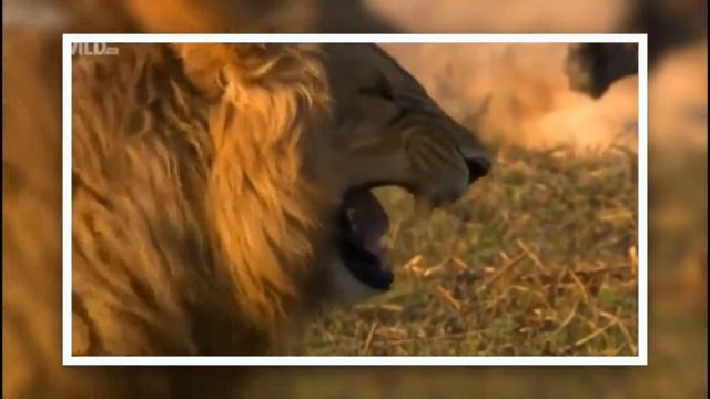 Lion Laughs LOL Лев смеется, заразительный смех  Lion Laughs LOL