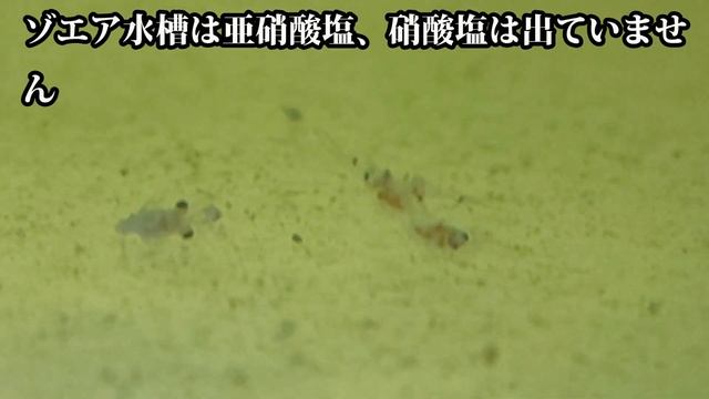 サラサエビゾエア飼育15日目！ смотреть онлайн