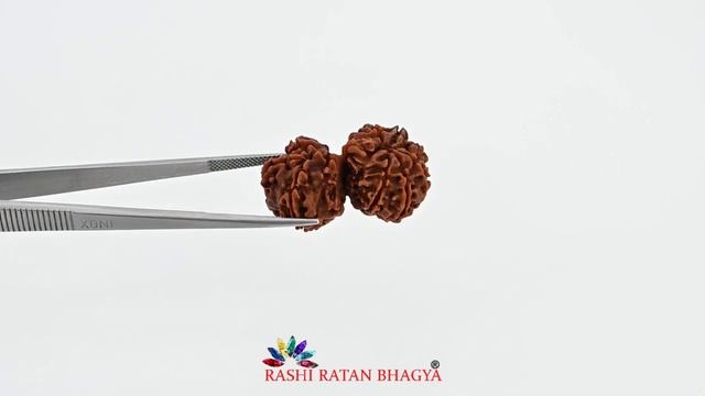 10 Mukhi (Ten Mukhi) Gauri Shankar Rudraksha (Nepal) GJSPC Certified 31.99 M.M. - RDGS134753199 смотреть онлайн