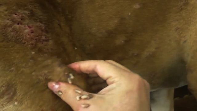 Cleaning Mango Worms #8 смотреть онлайн