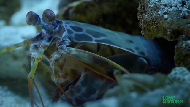 Deadly Mantis shrimp Punch breaks Crab's Arm off. Mantis shrimp vs Crab смотреть онлайн