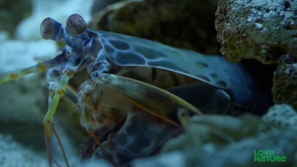 Deadly Mantis shrimp Punch breaks Crab's Arm off. Mantis shrimp vs Crab