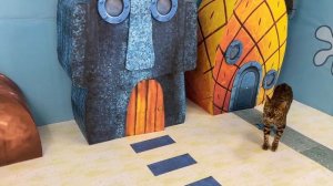 ПРИКЛЮЧЕНИЯ 🐈 КОШКИ ЗЛАТЫ в картонном мире ( ДОМ СПАНЧ БОБА)