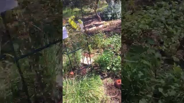 Стойка для большого куста роз рядом с виноградом который мы посадили