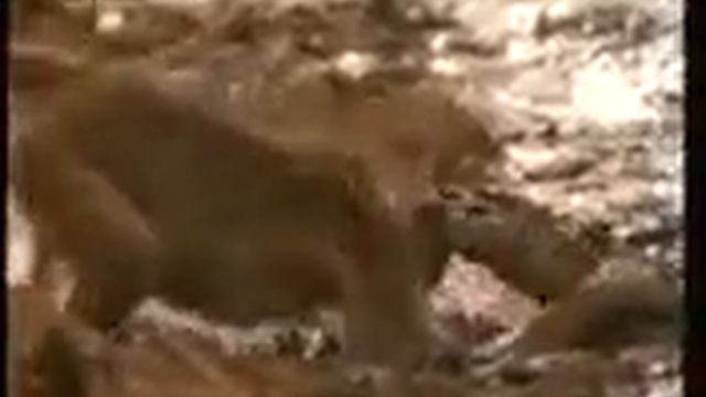 Крутая обезьяна